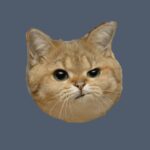 ねこだんな