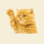 ねこむすこ